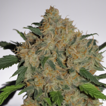 Experience the Potent Effects of Gorilla Cake Strain