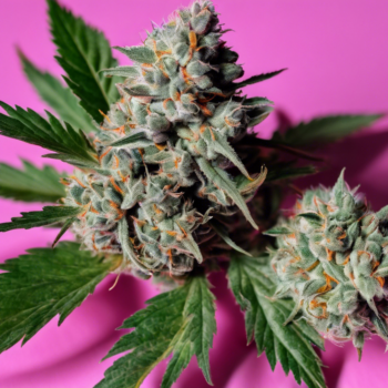 Unveiling the Potent Pink Picasso Strain: A Comprehensive Guide